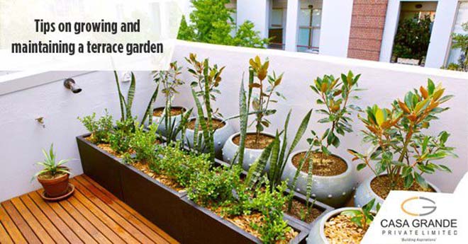 Tips for growing & maintaining a terrace garden