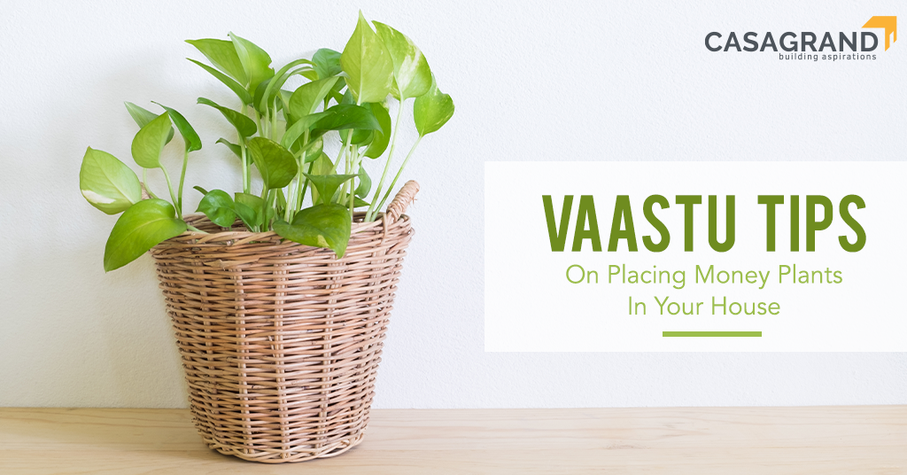 Vastu Tips On Placing Money Plants in Your House